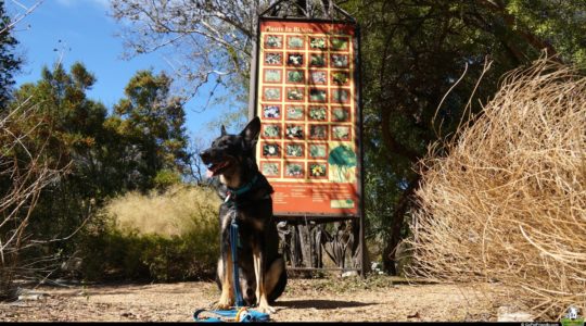 Buster at Zilker Botanical Garden - Austin, TX