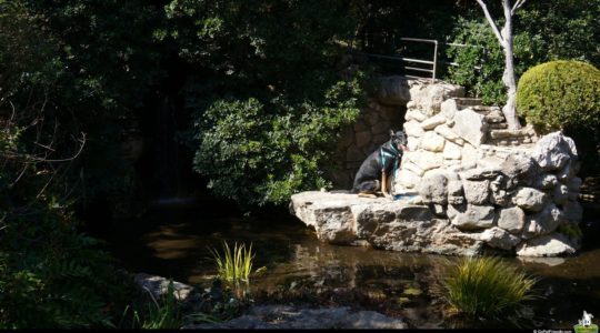 Buster at Zilker Botanical Garden - Austin, TX