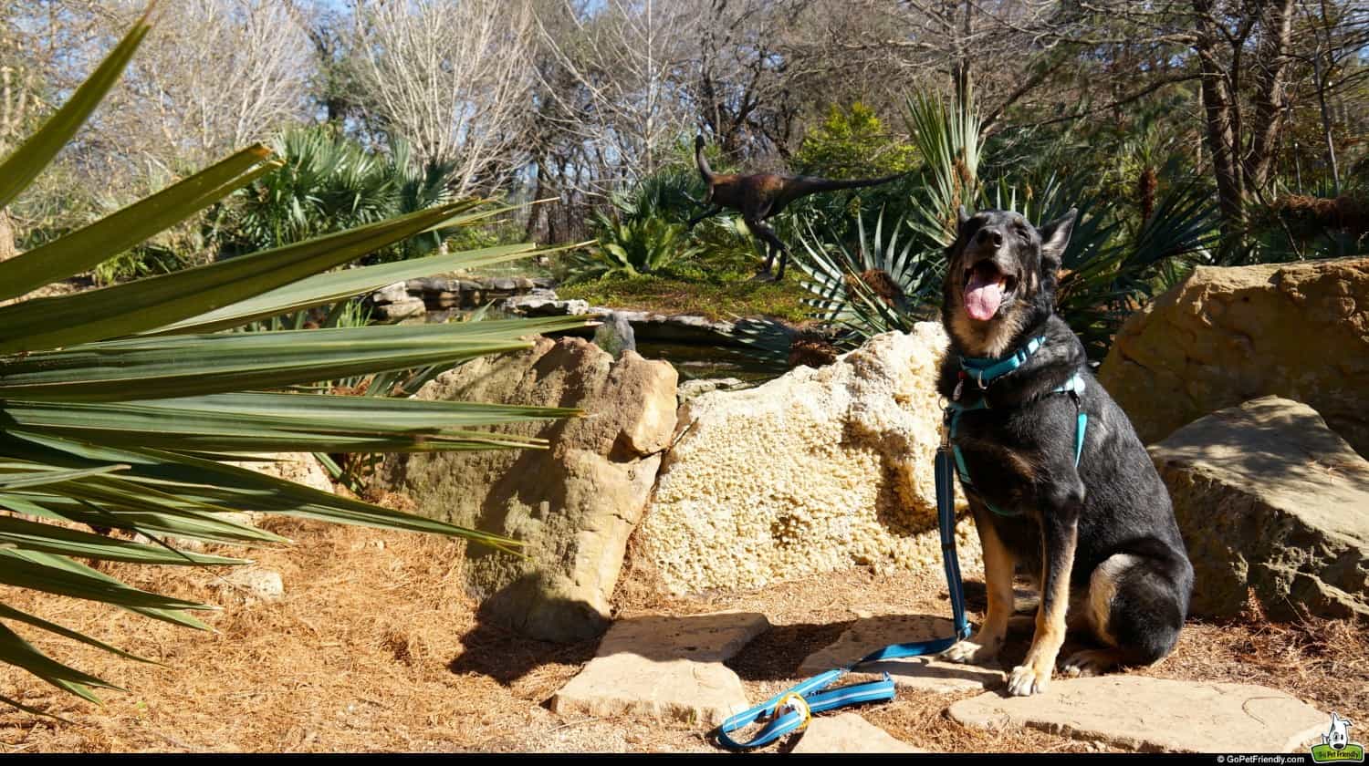 Buster at Zilker Botanical Garden - Austin, TX