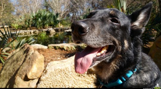 Buster at Zilker Botanical Garden - Austin, TX