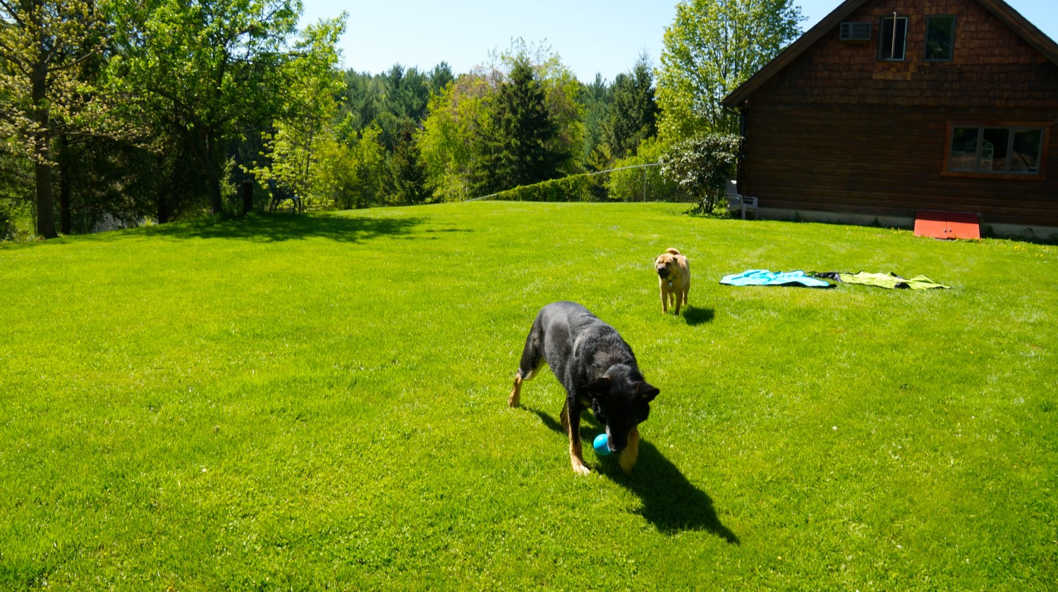 Dog yard at Kim and Tim's
