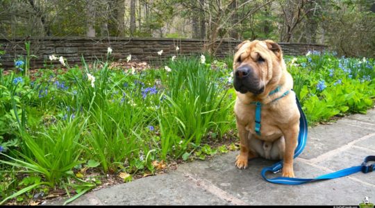 Dog Friendly Nolde Forest - Reading, PA