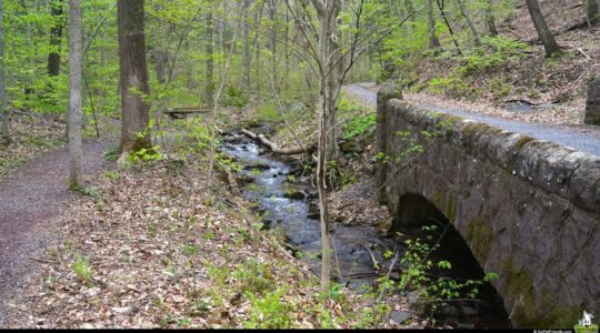 Dog Friendly Nolde Forest - Reading, PA