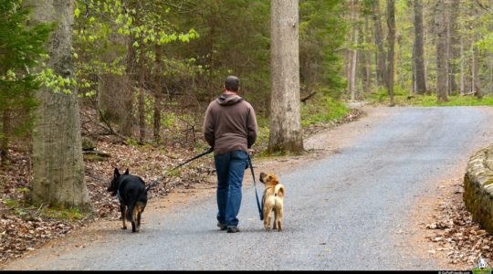 Dog Friendly Nolde Forest - Reading, PA