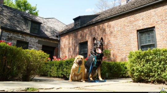 Ty and Buster in Kingston, NY