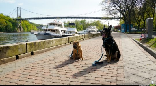 Ty and Buster in Kingston, NY