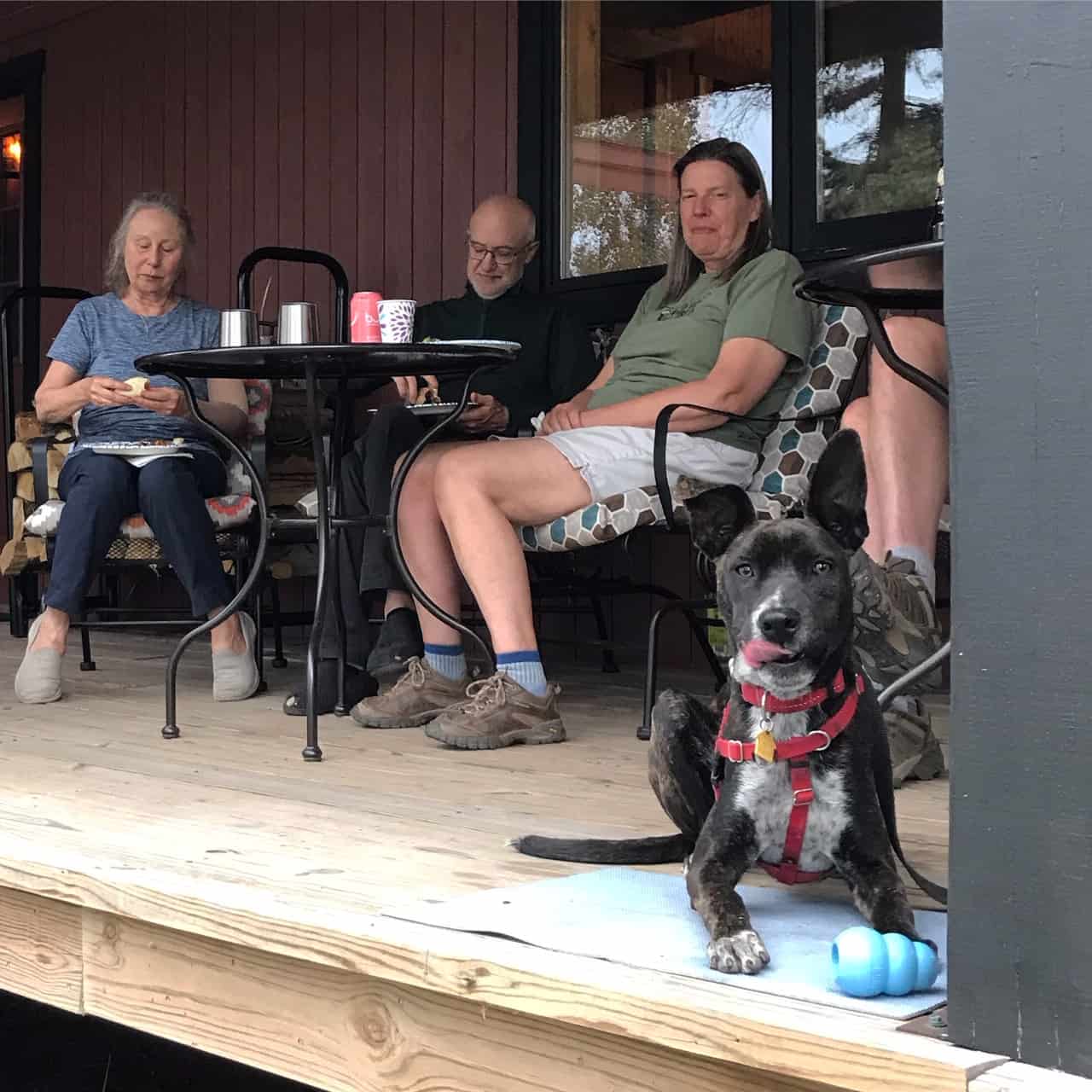 Puppy laying on a mat on a deck with a stuffed toy in front of him and people eating at tables behind him