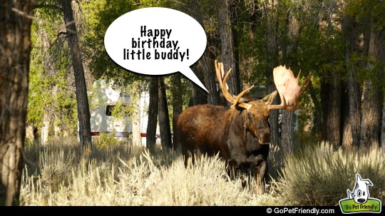 Birthday Moose