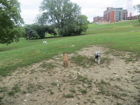 Dog Park - Kansas City, Missouri