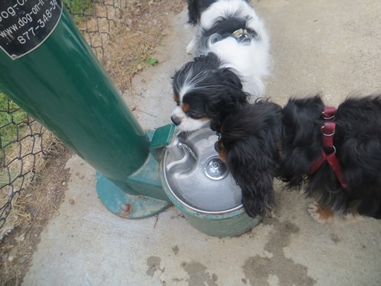 Dog Park - Kansas City, Missouri