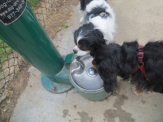 Dog Park - Kansas City, Missouri