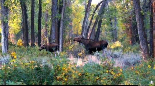 Grand Teton National Park - Jackson, WY