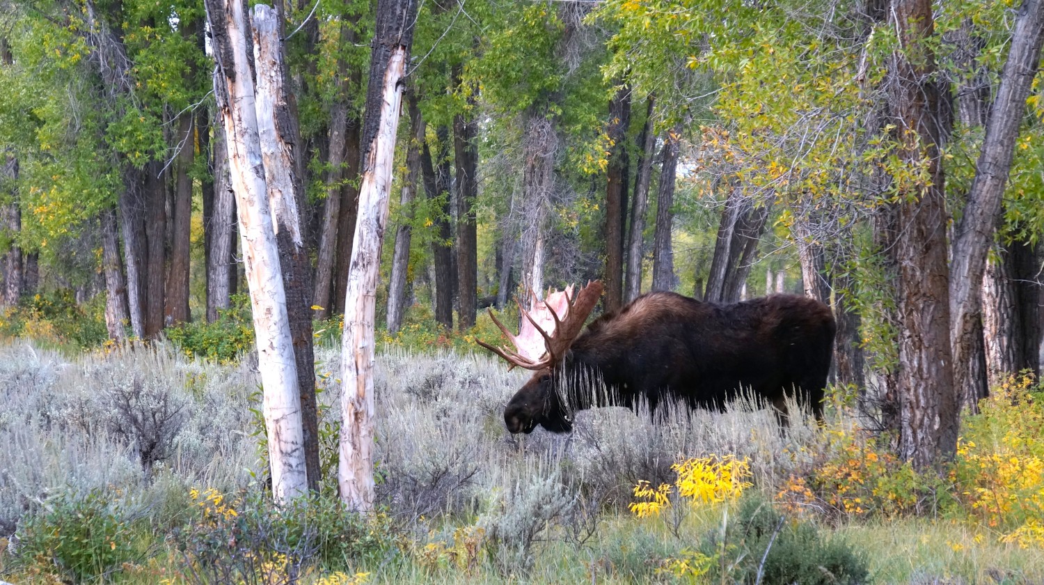 Jackson, WY