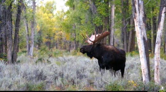 Grand Teton National Park - Jackson, WY