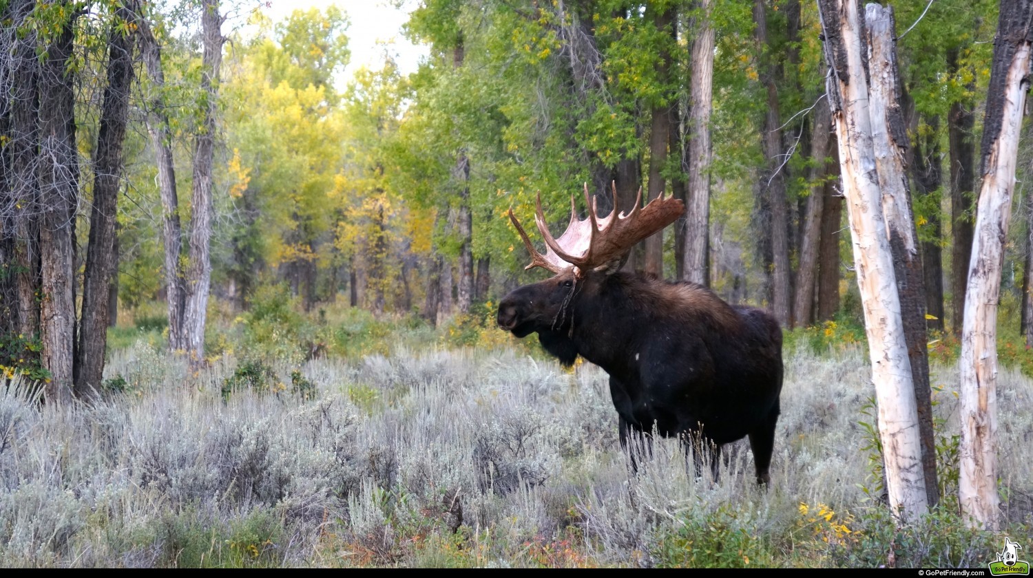 Grand Teton National Park - Jackson, WY