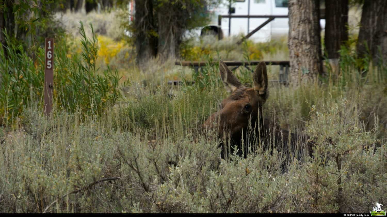 Grand Teton National Park - Jackson, WY