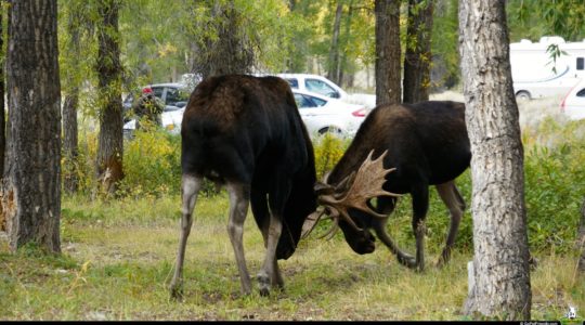 Grand Teton National Park - Jackson, WY