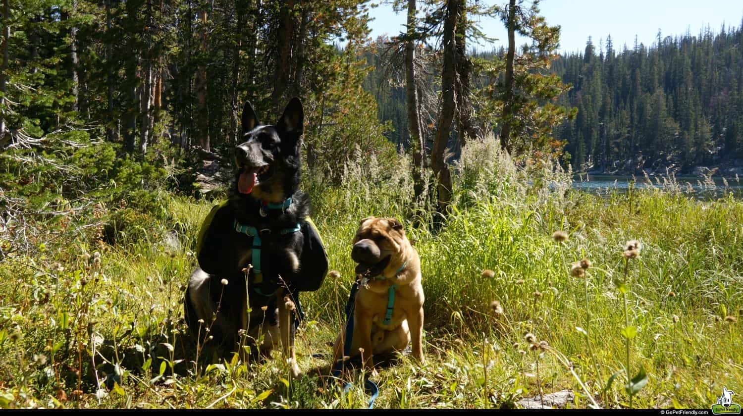 Dog friendly hikes on sale near grand tetons