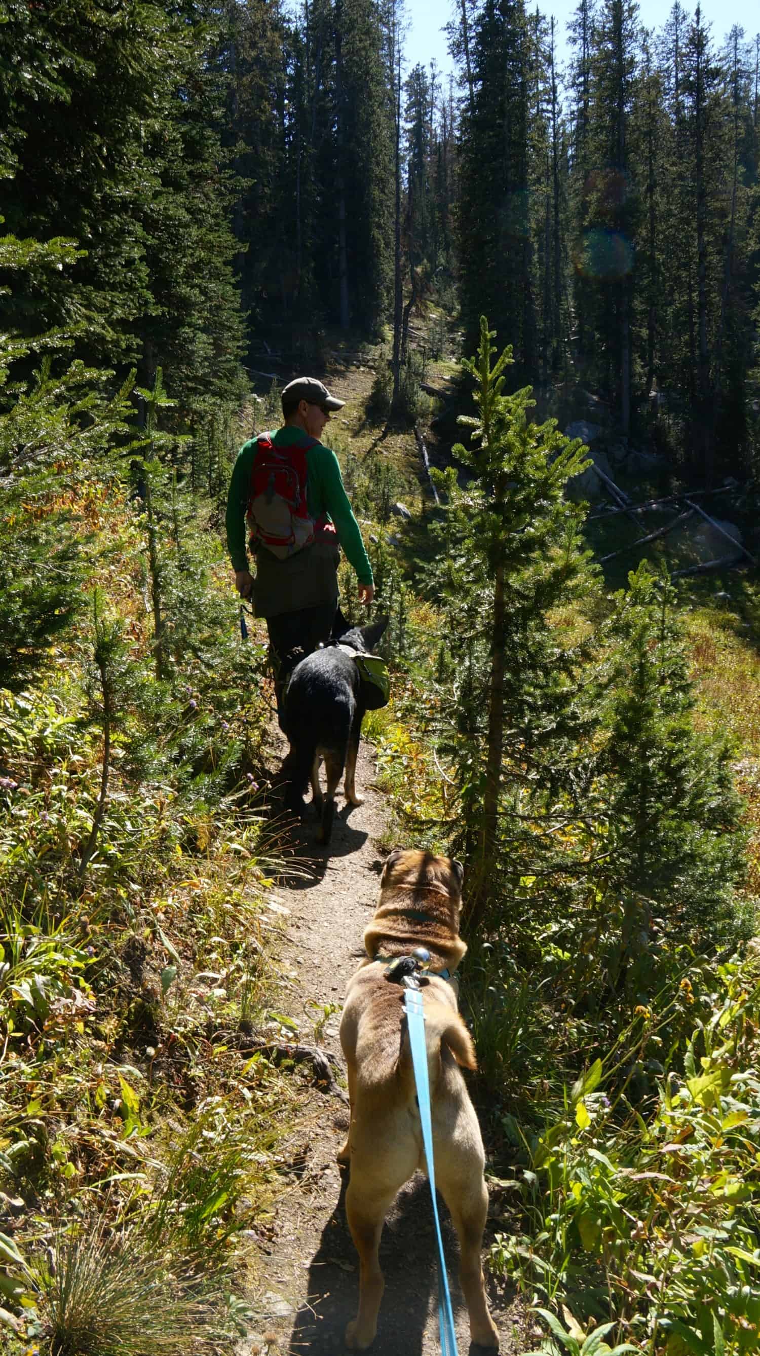 Dog friendly hikes on sale near grand tetons