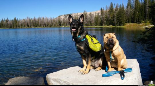 Bridger-Teton National Forest - Jackson, WY