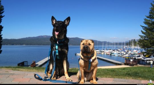 Buster and Ty in McCall, ID