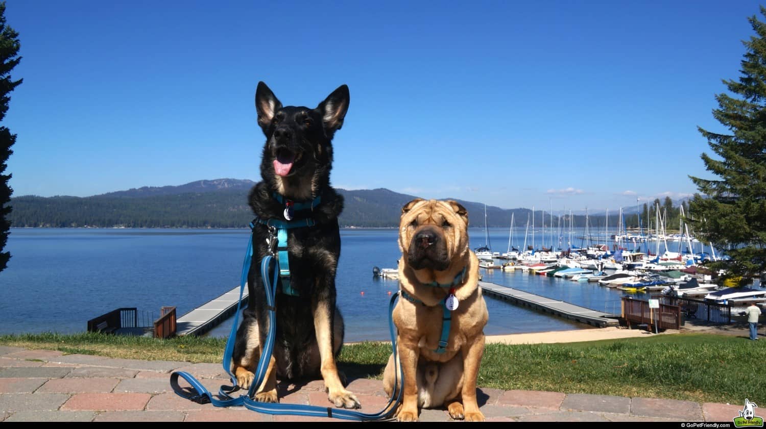 Buster and Ty in McCall, ID