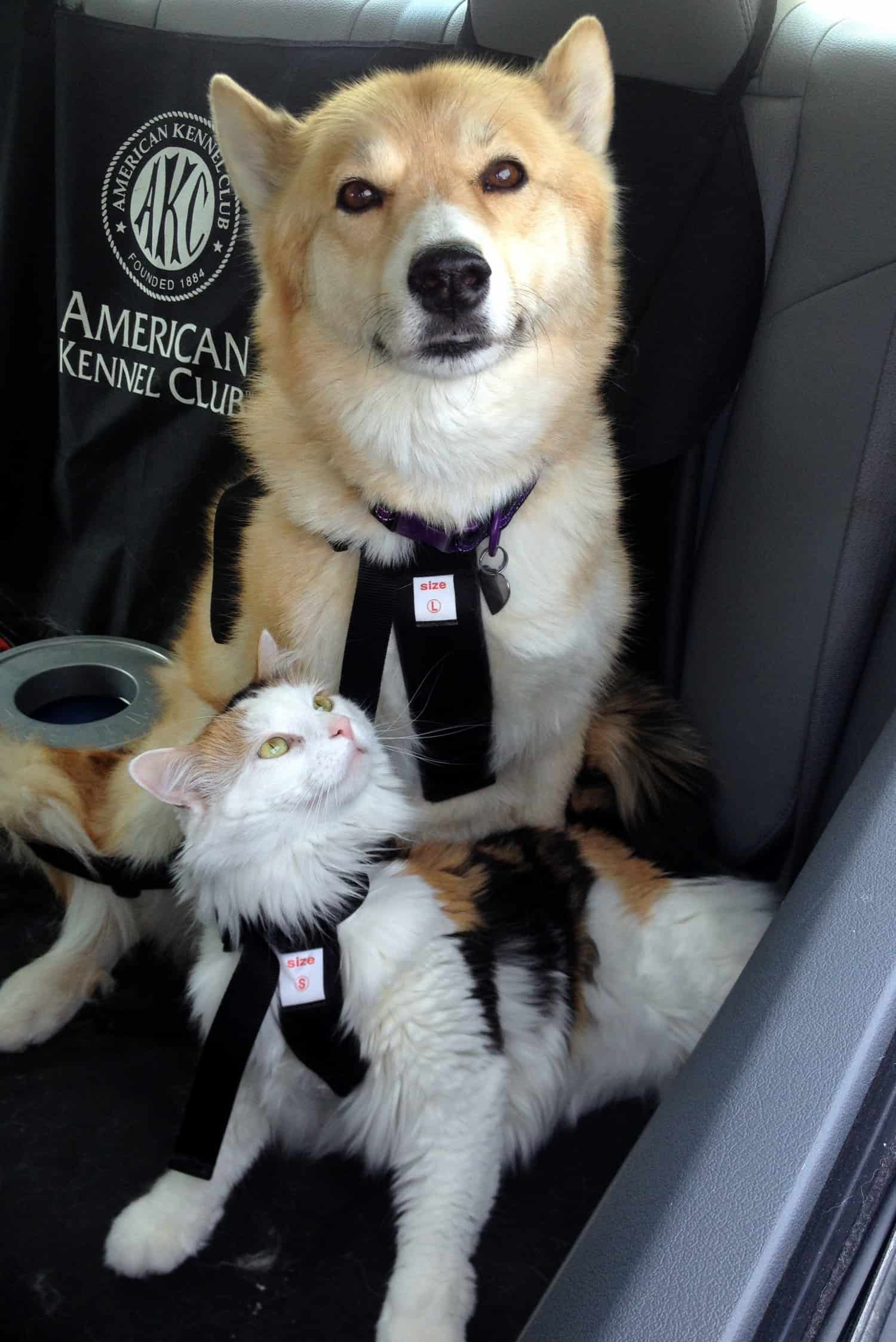 Een harnas is een andere manier om katten veilig in de auto te houden.  Kat en hond in harnassen op de achterbank.