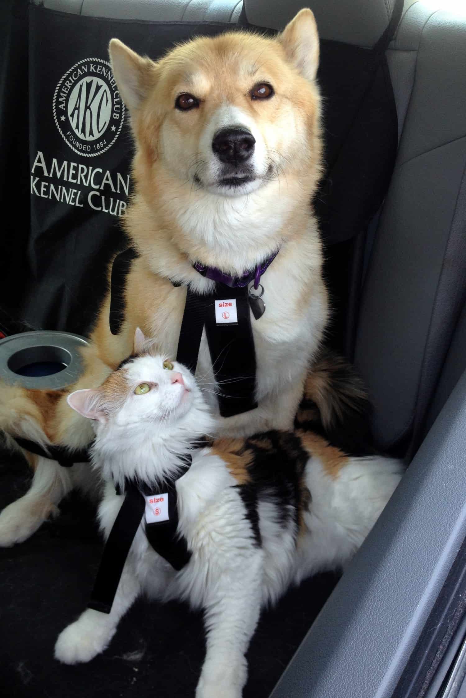 A harness is another way to keep your cat safe in the car. A cat and a dog with harnesses in the back seat.