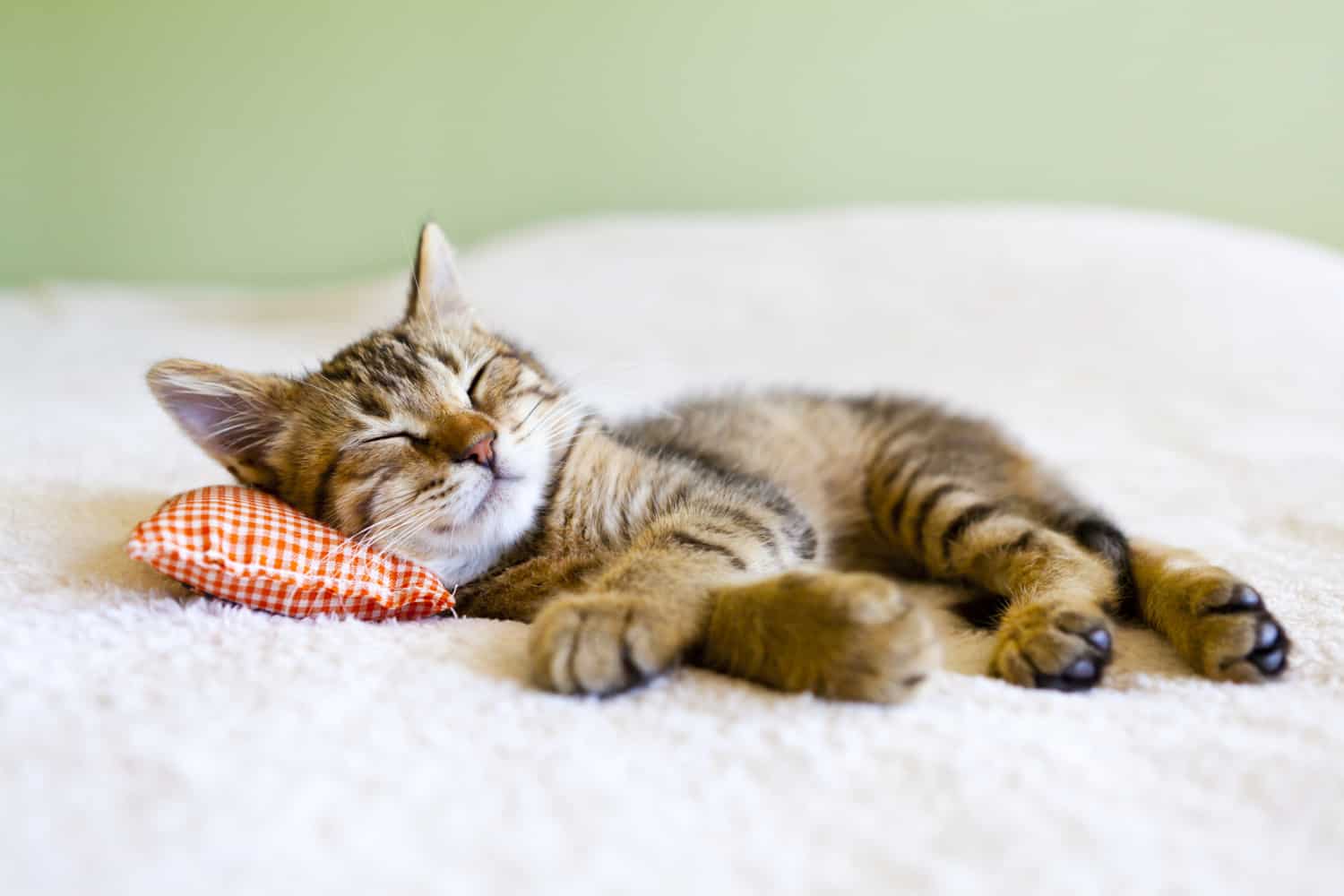 Small kitty sleeping on a pillow