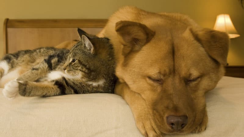 Cat and dog resting on bed in a pet friendly hotel