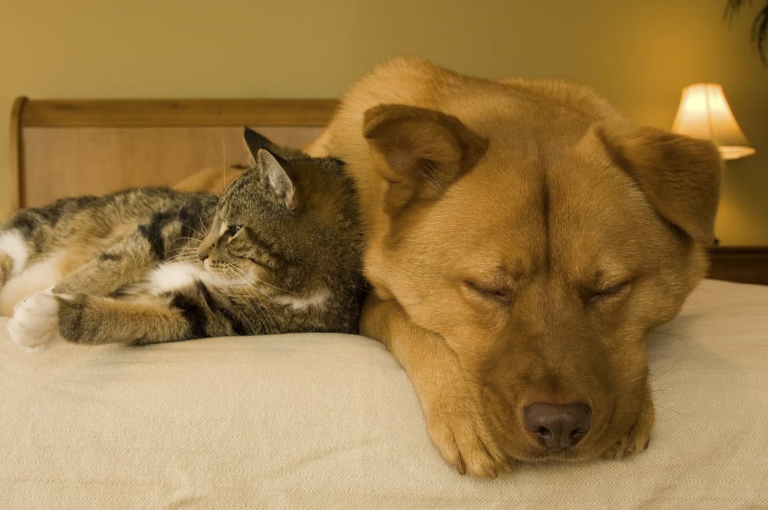 Cat and dog resting on bed