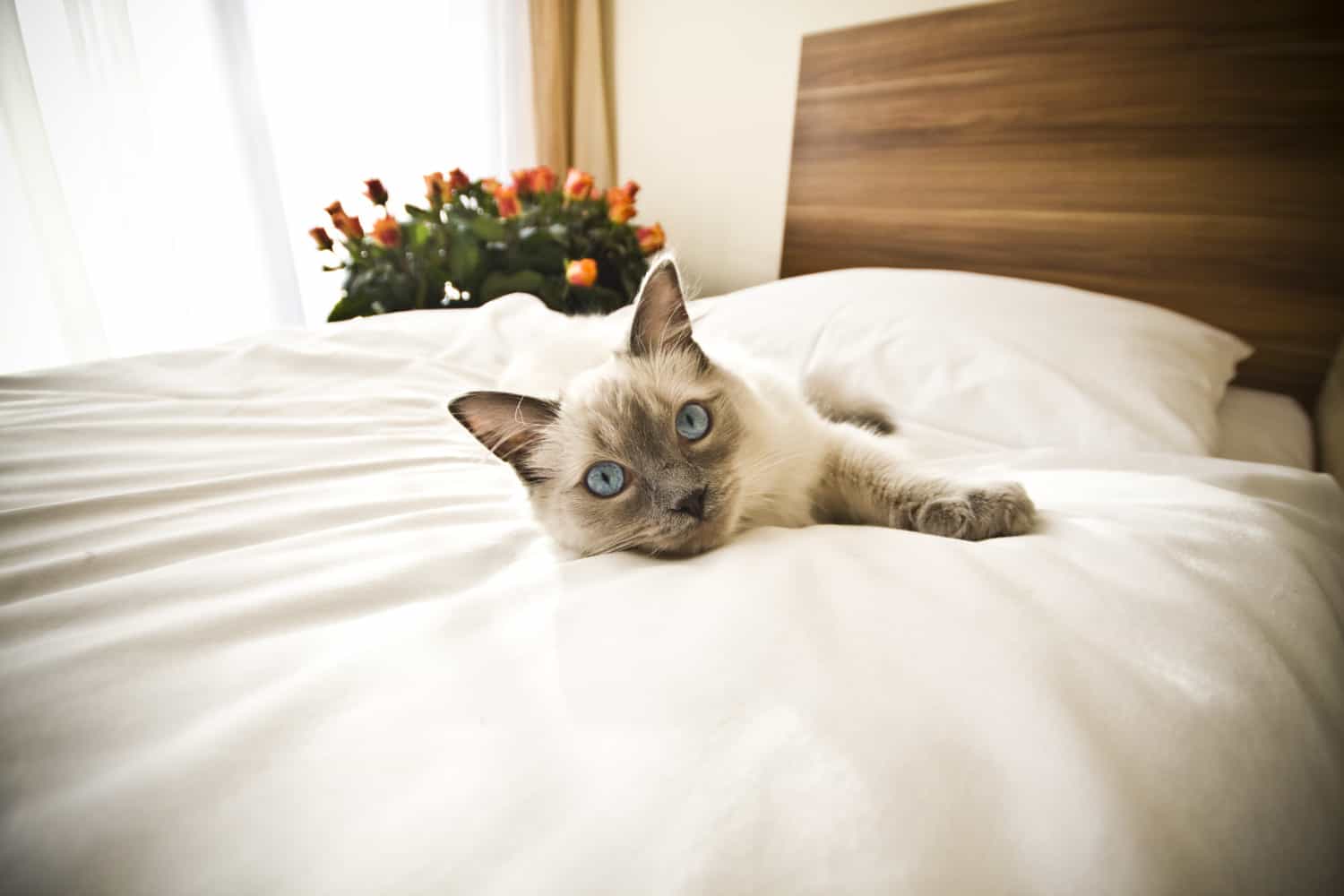 Siamese cat laying on a white comforter