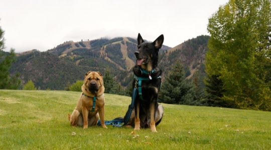 Ty and Buster in Ketchum, ID