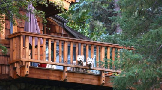 Local Dogs in Ketchum, ID