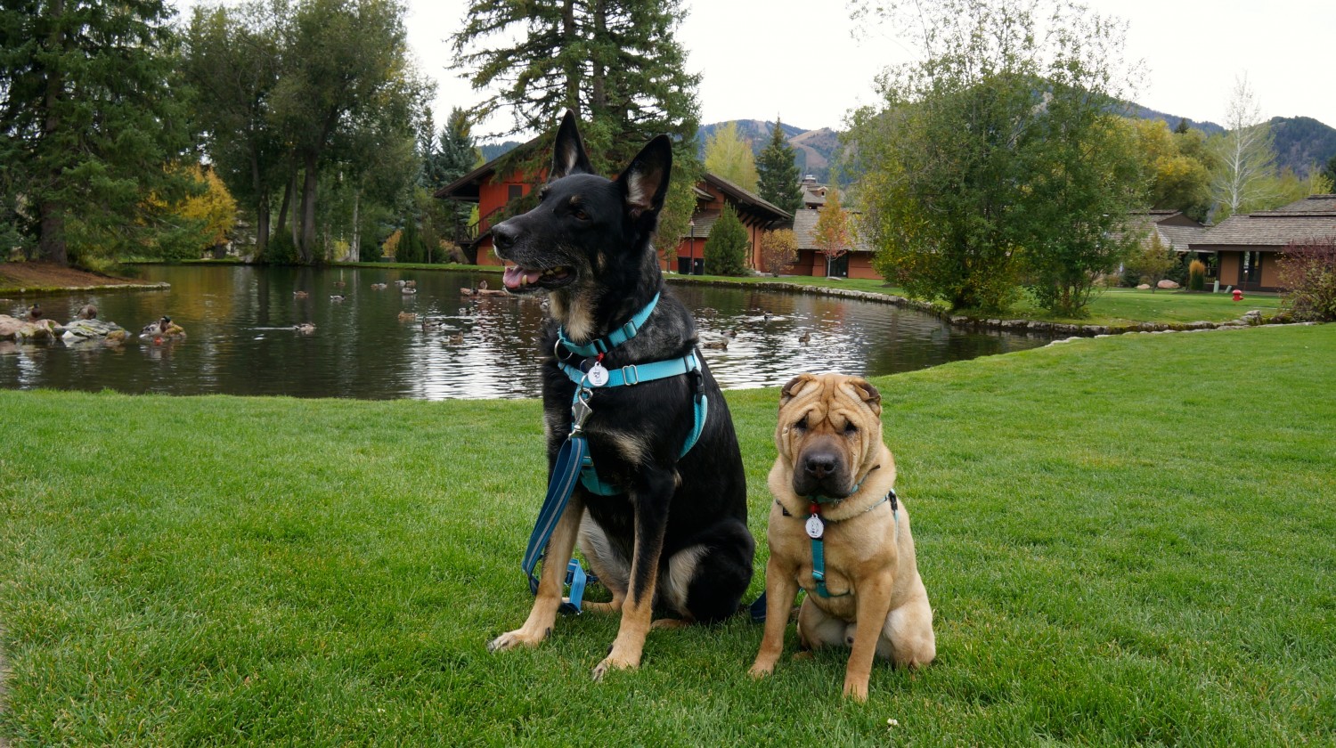Buster and Ty in Sun Valley, Idaho