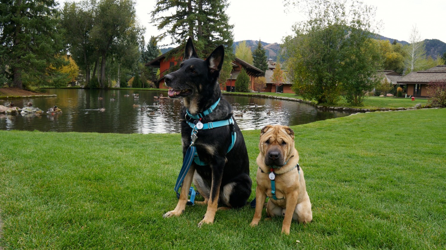 Exploring Dog Friendly Ketchum and Sun Valley, Idaho