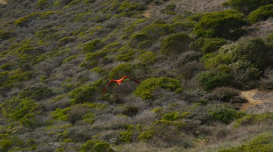 Grey Whale Cove Trail - Pacifica, CA