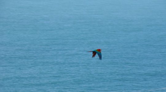 Grey Whale Cove Trail - Pacifica, CA