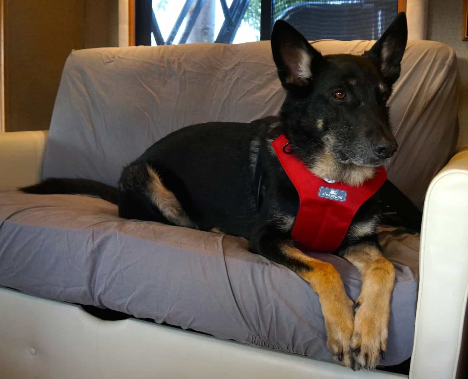 Buster in Sleepypod Harness