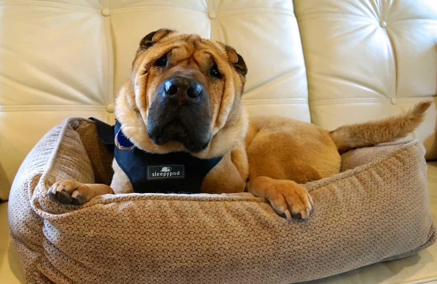 Ty the Shar-pei from GoPetFriendly.cm buckled into a seat belt using a Sleepypod pet safety harness