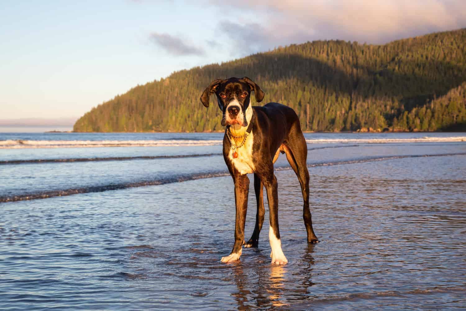 Big dog, Great Dane, playing in the water at Stanley Park in Vancouver Island, BC