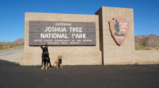 Buster and Ty at Joshua Tree National Park - Palm Springs, CA