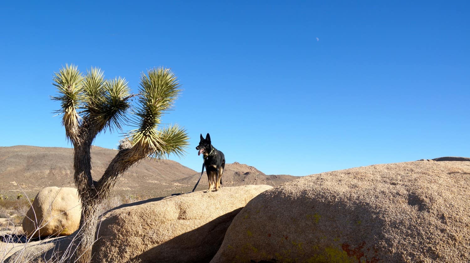 Buster the dog on a huge boulder at Joshua Tree National Park - Palm Springs, CA