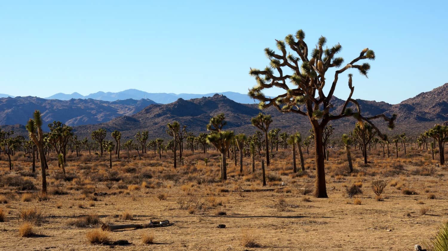 Joshua trees at Joshua Tree National Park - Palm Springs, CA