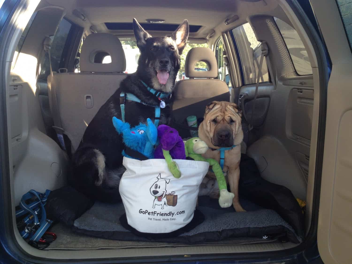 Buster and Ty - GoPetFriendly.com - Dogs packing for a trip