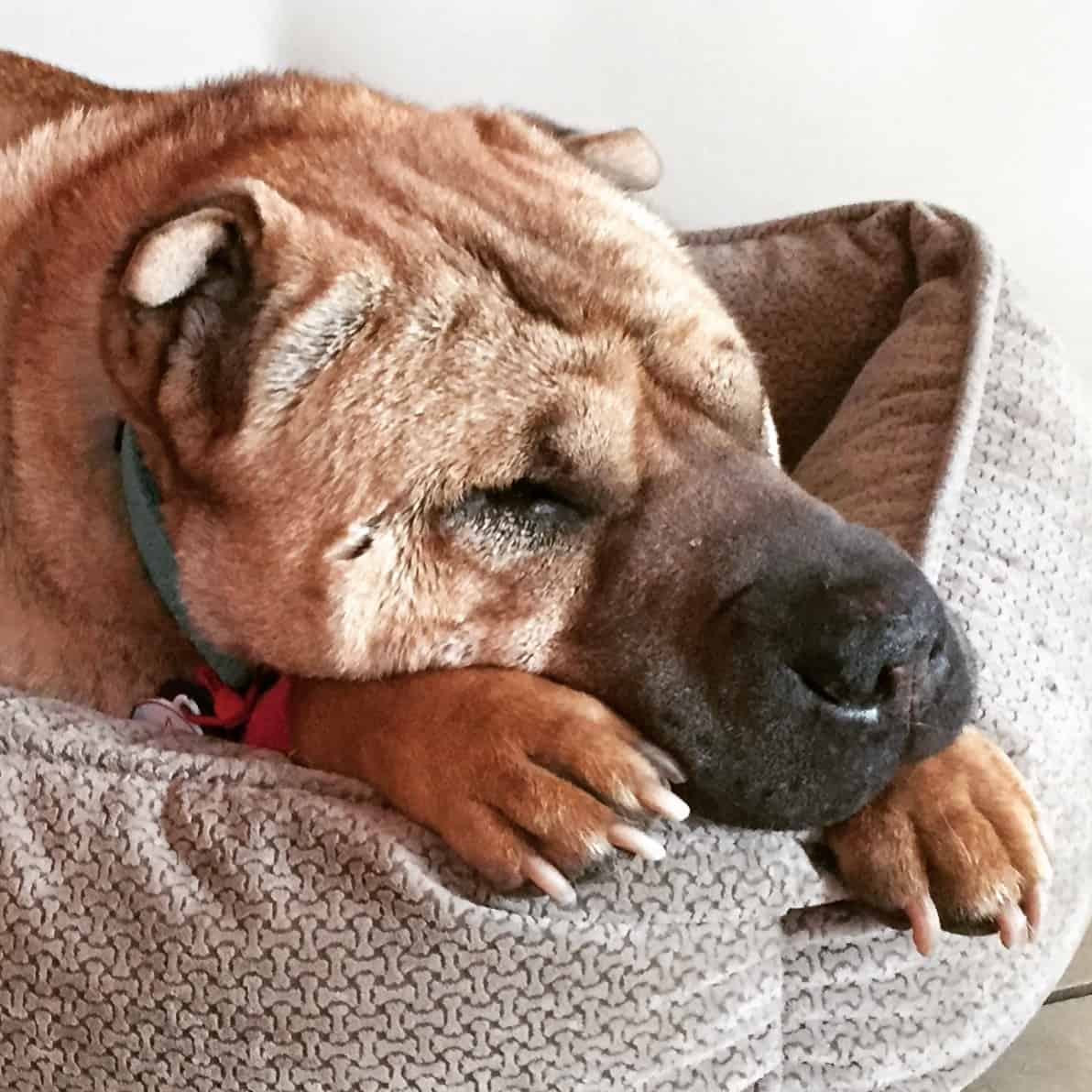 Ty the Shar-pei from GoPetFriendly.com laying in his bed with his paws under his chin