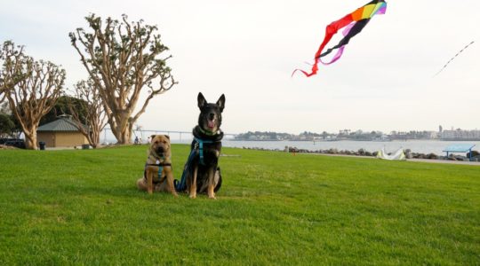 Dogs - Ty and Buster at Seaport Village - San Diego, CA