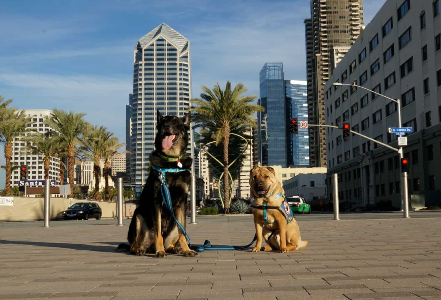 Dogs - Buster and Ty - San Diego, CA