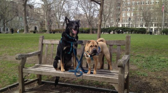 Dogs in Washington Square Park - Philadelphia, PA