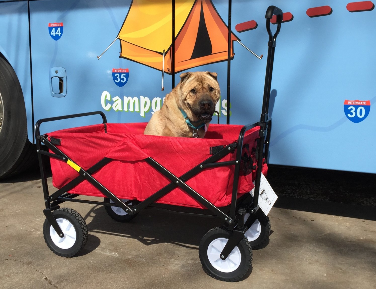 Dog in collapsable wagon